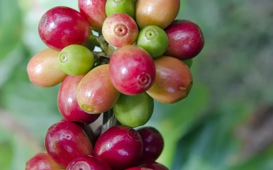 Imagem de capa de Ascensão do Café: A Dinâmica de Preços e Estoque em Nova York