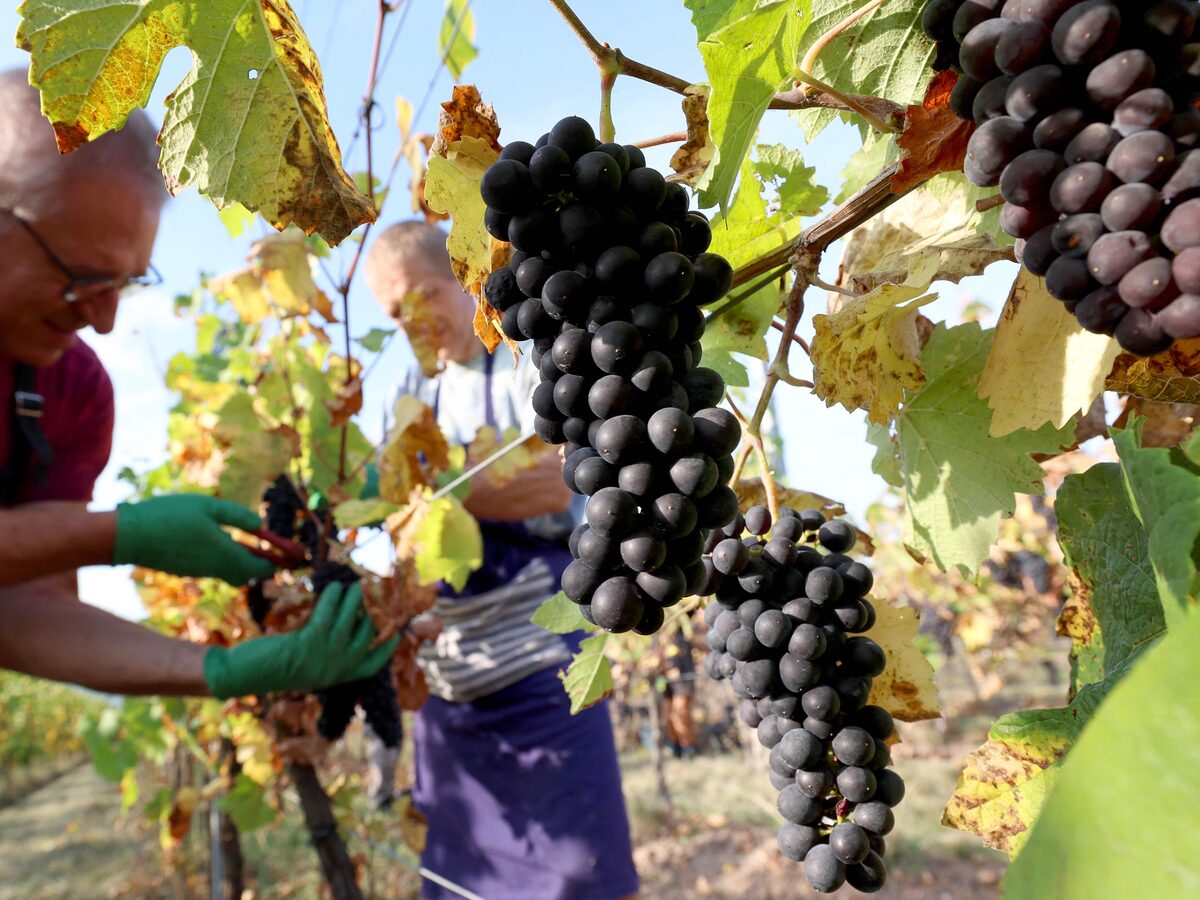 Imagem de capa de A Influência do Clima no Comércio Global de Vinhos